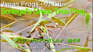 シュレーゲルアオガエル♂ 鳴き声  Schlegels Green Tree Frog [upl. by Reifnnej]