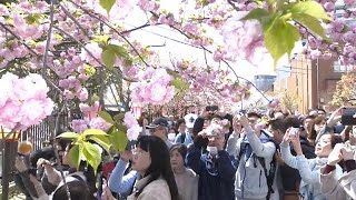 Le «hanami» dOsaka un rituel vieux de 130 ans [upl. by Nicolella]