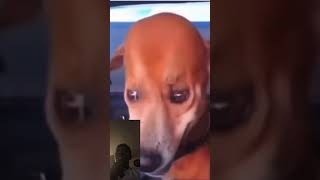 Somebody hit this dog with a Cartoon Hammer cartoon knot dog [upl. by Ecirad990]