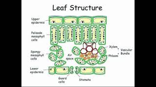 leaf structure anatomy of leaf [upl. by Hadlee]