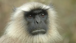 Hanuman Langur the Leaf Eating Monkey [upl. by Sharos]