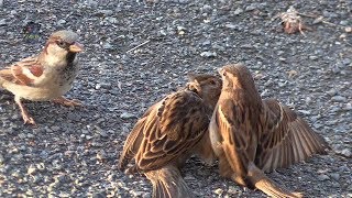 MOINEAU DomestiqueConflit de Femelles  BRUITX [upl. by Udell866]