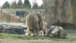 IJSBEREN liefde in Diergaarde Blijdorp  Polar bears mating in Rotterdam Zoo [upl. by Piefer]