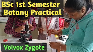 Botany Practical BSc 1st SemesterVolvox Zygote PracticalBSc 1st Semester Botany Practical Volvox [upl. by Trinee]