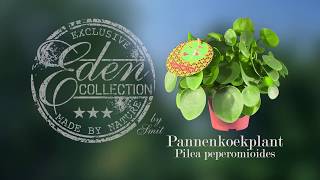 Pilea peperomioides  Pannenkoekplant [upl. by Shalna]