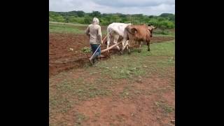 Oxen Plowing Our Farm [upl. by Bullivant]