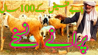 Sheep and Goat Treatment پھپھری کا سو سالہ پرانا دیسی علاج [upl. by Alfonso]