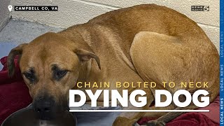 Vets trying to save dying dog found with chain bolted around neck in Campbell County [upl. by Prior]