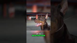 Zum Beschützen gezüchtet🐶 [upl. by Tnerb]