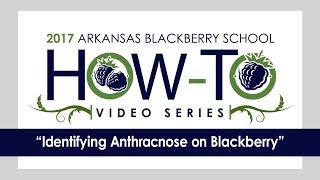 Identifying Anthracnose in Blackberry 3 of 4 [upl. by Aphrodite]