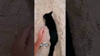 ich habe am Strand gespielt bis diese Katze aufgetaucht ist ❤️ [upl. by Asilla]