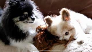 Cute Pomeranian Dogs Fight Over Halloween Wig They are VERY silly [upl. by Neo921]