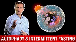 Autophagy amp Intermittent Fasting – Activate Garbage Recycling amp Cell Regeneration – Dr Berg [upl. by Okun]