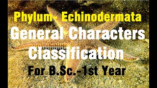 Phylum Echinodermata II General Characters amp Classification II BSc1st Year II Paper2 [upl. by Zola579]