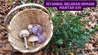 İstanbul Belgrad Ormanı Mantar Avı Aralık 2024 [upl. by Adnic]