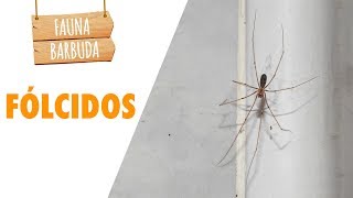 ¿Esa araña que tengo en casa es peligrosa Los fólcidos Pholcidae  FAUNA BARBUDA 52 [upl. by Hayarahs]