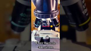 Plot Water Bacteria 400x Zoom 🔬🤔 shorts microscope microscopiclife short viral [upl. by Anikal]