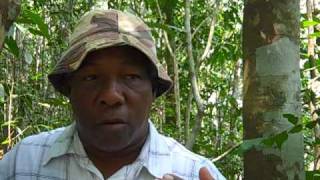 Dr Grant talking about Breadnut leaves for livestock in drought [upl. by Ahsyek233]