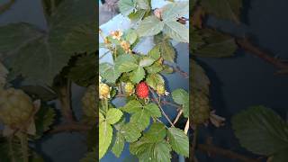 Boysenberry   shorts trending viralvideo viralshorts [upl. by Atirehs262]