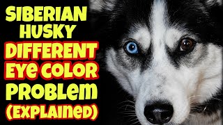 Siberian husky different eye color problem in Hindi  Petsinfomania [upl. by Wesle549]