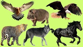 Los animales salvajes para niños  El Sonido de los Animales  Aprender animales en Español [upl. by Emoryt]