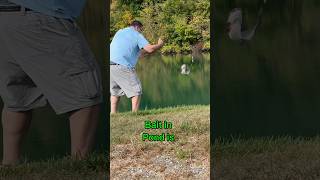 World’s BEST Catfish BAIT For Ponds shorts fishing [upl. by Knut]