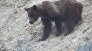 MOUNTAIN GOAT GRIZZLY BEAR ENCOUNTER IN CANADIAN ROCKIES [upl. by Dafna235]