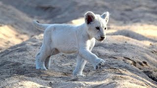 LES ANIMAUX DAFRIQUE DU SUD DOCUMENTAIRE ANIMALIER 2021 [upl. by Oner]