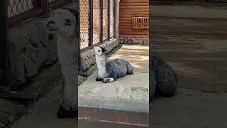 lama alpaka cute animals zooland shortvideo zoolandtv zoo shortsvideo shorts short [upl. by Ann]