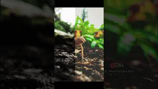 Psathyrella spadicea বা Homophron spadiceum  সাধারণত চেস্টনাট ব্রিটলস্টেম নামে পরিচিত nature [upl. by Welles]