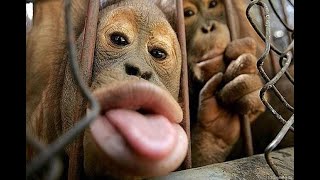 BETISIER Best monkey moment  MEILLEUR video de singe drole et RIGOLOS 🤪😜🙈🙉🙊ANIMAUX [upl. by Marlee]