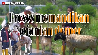 MEMANDIKAN PEJANTAN DORPER AGAR TETAP SEHAT DAN BERSIH [upl. by Eem331]