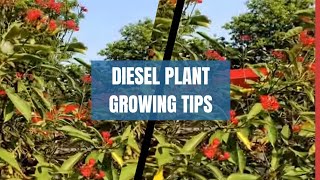 Ornamental plant Diesel plantRatan jyotBiodiesel PlantJatropha trending garden video [upl. by Cottrell703]