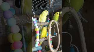 Budgie sounds for relaxation [upl. by Ayanaj]