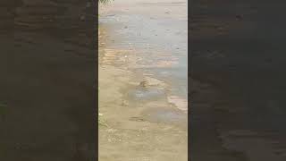 Chipmunk and Sparrow eating food grains in ground  wildlife chipmunk squirrel birds sparrow [upl. by Hgielra]