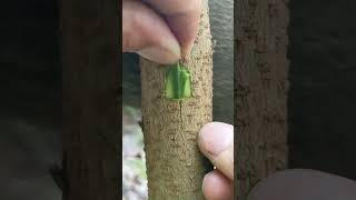 Simple Grafting Master Techniques plants grafting tree graft nature farming fruittrees yt [upl. by Massimiliano786]