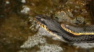 Limpkin Anhinga PlainBellied Water Snake Blue Heron  Houston Texas [upl. by Aemat]