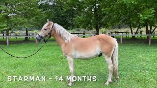 Fernances Creek Haflinger Horses and EventsStarman Story [upl. by Nivlak13]