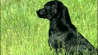 Le Labrador Retriever  Origine personnalité éducation santé hygiène choix du chiot [upl. by Eelac]