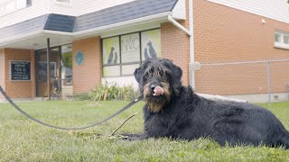 Newcastle Veterinary Clinic—Newcastle Ontario [upl. by Olrac]