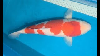 Kohaku Torazo koi farm  female nisai [upl. by Olsen]