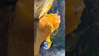 Massive 40 KG Cliff Honey Haul 🍯🐝 shorts trending honey ArabsBoutoeq VladandNiki [upl. by Bettzel]