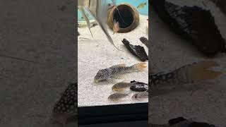 James Bond pleco L14 wild music wakawaka dance fish acuarium trending shortvideo comedy tv [upl. by Irby]