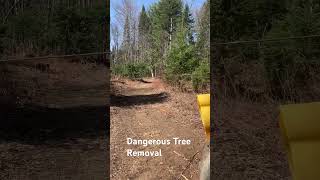 Forestry Winch Pulls Down Dangerous Tree dangeroustrees winching [upl. by Cranford]