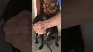 Simple Trick to Calm You Aggressive Dog in Minutes dogwhisperer shorts dog cesarmillan [upl. by Grounds]