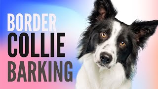 Border Collie Barking Sound FX HD [upl. by Ylsew]