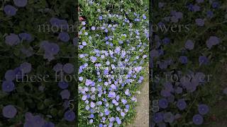 Morning glory flowers youtubeshortsyoutubeviralflowersspring [upl. by Severin]