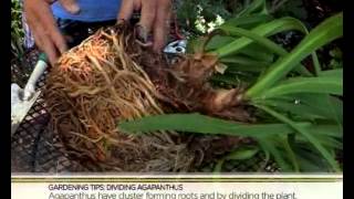 Garden Tips Dividing Agapanthus 6032014 [upl. by Mairym]