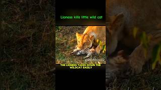 Tiny Wildcats Tragic End Against Lioness natureviralviralvideo ytshorts shortswildlifelion [upl. by Humphrey423]