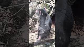 Tasmanian Devil australia wildlife animal [upl. by Angelique858]